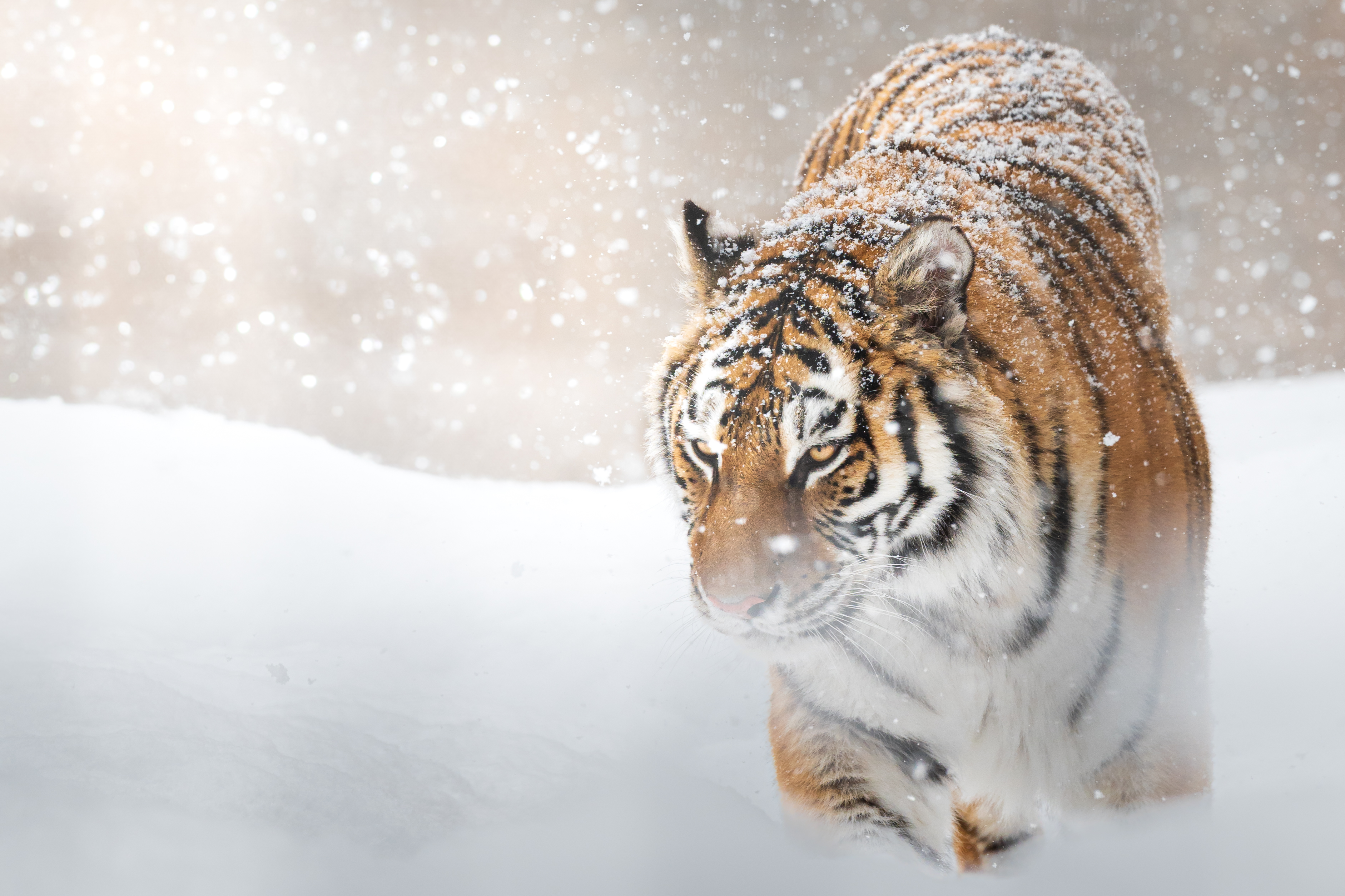 激しく雪が降る中で獲物を狙うような表情を見せるトラ