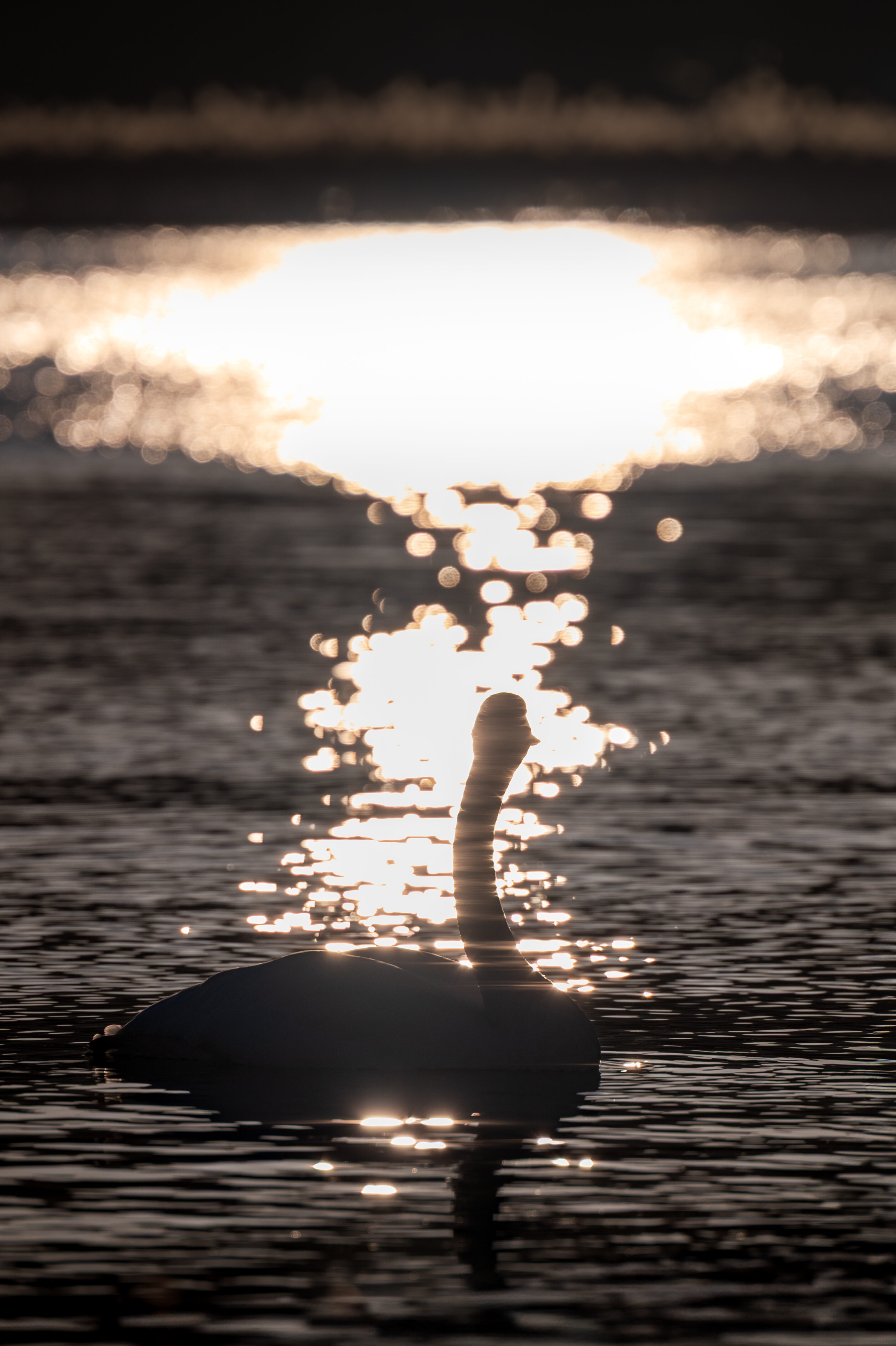 湖に反射する夕日を眺めるオオハクチョウ