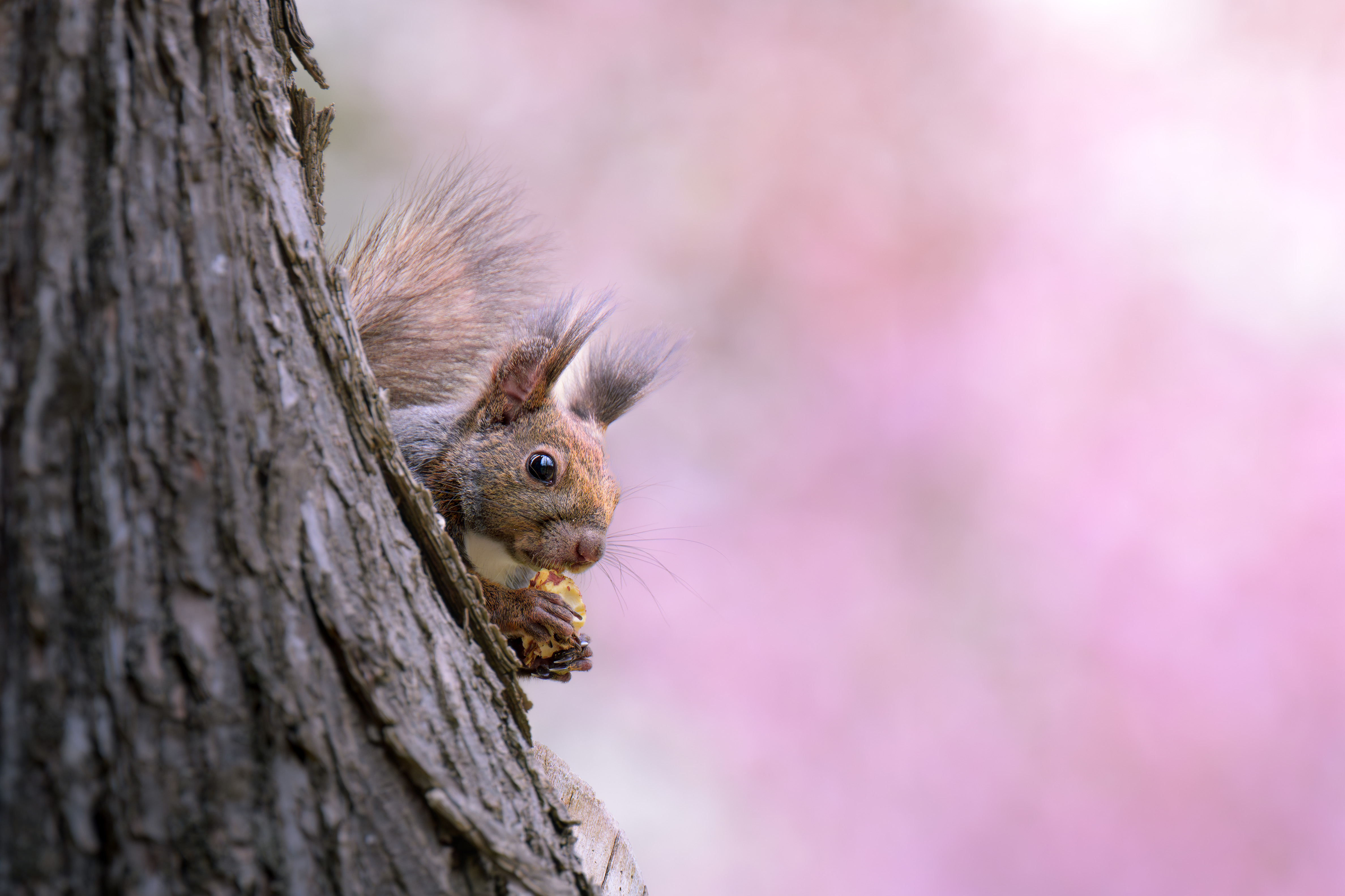 梅の花を背景に木のみを食べるエゾリス